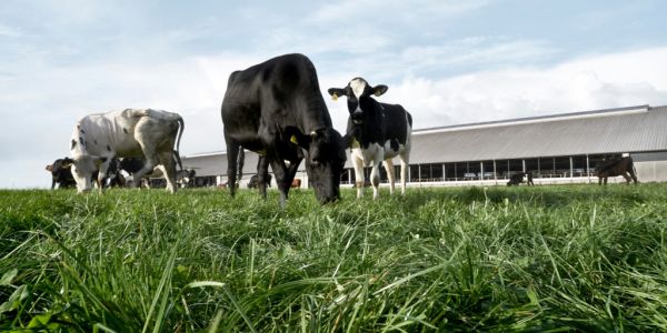 Arla Boosts Climate Impact Reduction Measures With New Programme