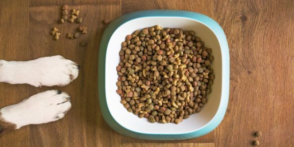 Navigating Trends In The Pet Food Market With FMCG Gurus