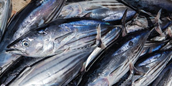 Buyer’s Brief: Tuna Prices Heating Up