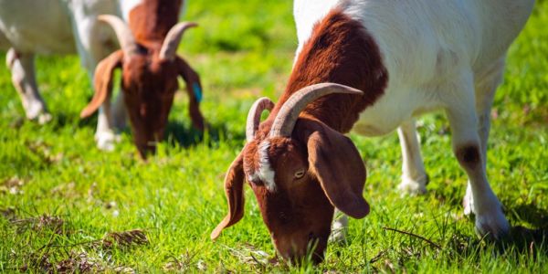 Greece Bans Moving Goats And Sheep As 'Goat Plague' Spreads