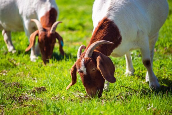 Greece Bans Moving Goats And Sheep As 'Goat Plague' Spreads