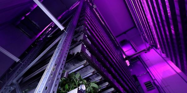 Vertical Farming 'Stacks Up' Environmentally, Study Finds