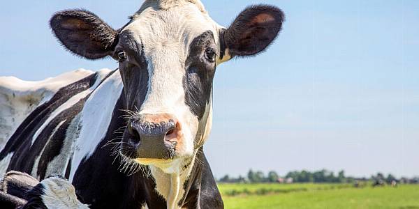 Buyer’s Brief: Global Dairy Markets In The Spotlight