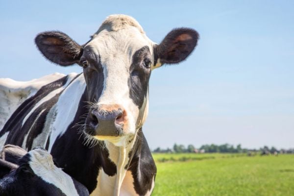 Buyer&rsquo;s Brief: Global Dairy Markets In The Spotlight