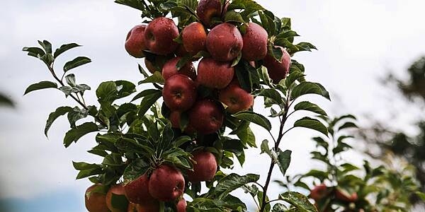 Aldi Nord To Offer Exclusive Apple Variety 'Aldiamo'