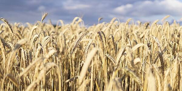 French Wheat Export Forecast Held At Lowest This Century