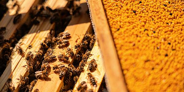 SPAR Austria Orders Major Honey Investigation