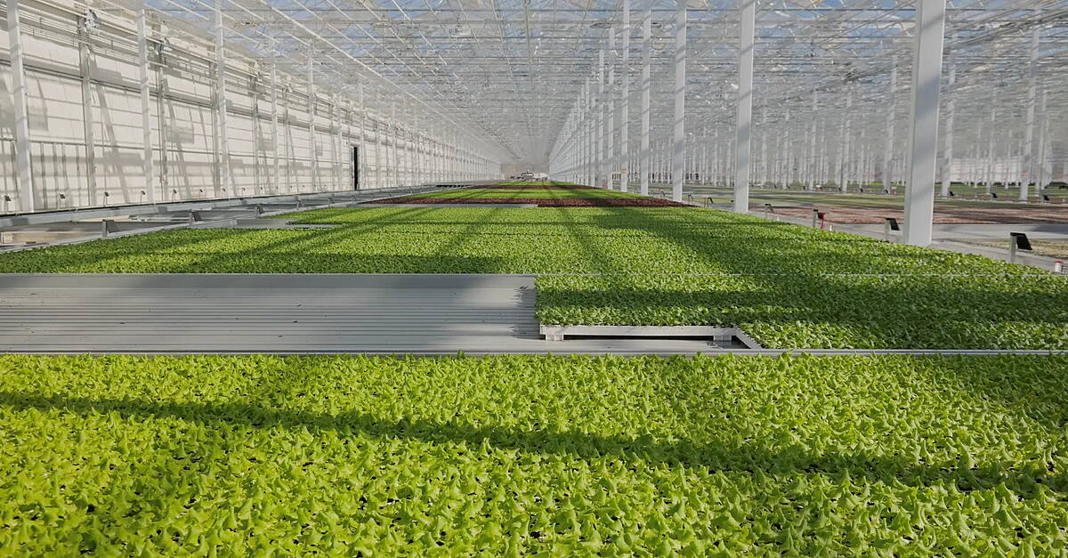 REWE Group Launches Hydroponic Lettuce For Sustainable Fresh Produce ...