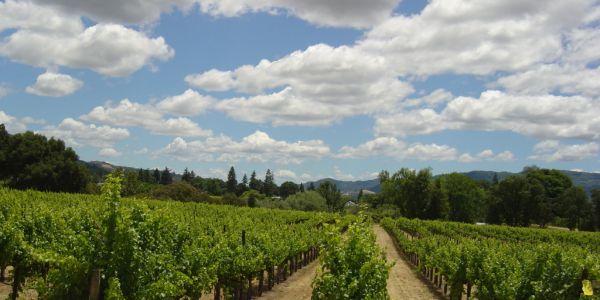 Napa Valley Wine Guru Passes Away