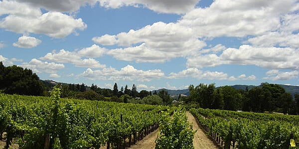 Napa Valley Wine Guru Passes Away