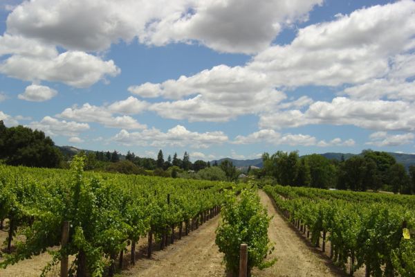 Campari Sells Italian Wineries For €62 Million