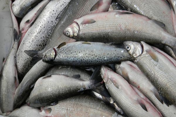 Hungry Fish Farms Lure Cargill as Seafood Demand Outpaces Meats