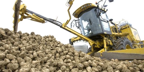 EU Sugar Output Could Drop Further As Growers Turn Away From Beet