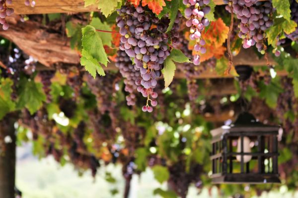 Russia Aims For Viticultural Self-Sufficiency With Crimean Investment