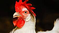 US Poultry Push: US Seeks End To China Import Ban: Sources