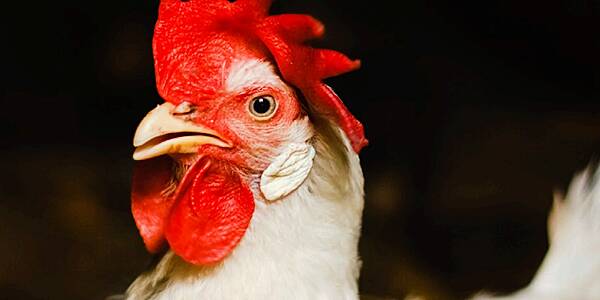 Bird Flu Claims 5.5 Million More Chickens in US