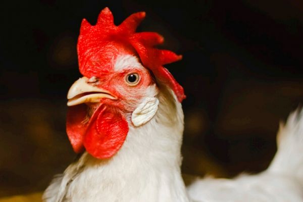 Country Bird To Close S. Africa Plant On EU Chicken Imports