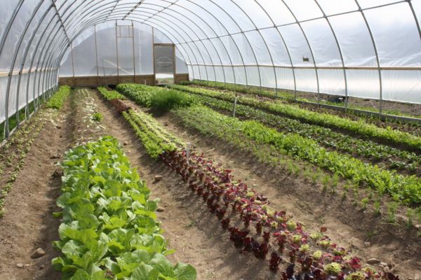 LEAF Marque Delivers More Sustainable Fruit And Vegetables Globally With SIFAV
