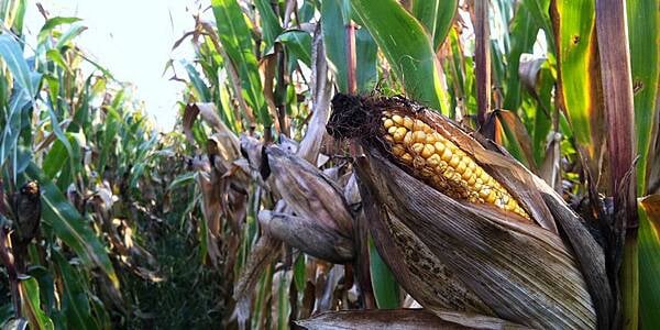 Crop Prices Climb to Highest in More Than a Month on U.S. Rains