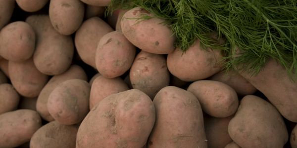 Drought Doubles South African Potato Prices To Record High