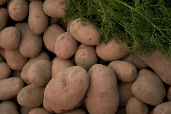 Drought Doubles South African Potato Prices To Record High