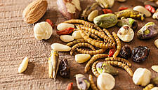 French Start-Up Ÿnsect Raises $224m To Build Bug Farm