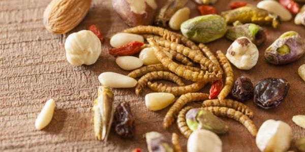 Sainsbury’s Introduces Crunchy, Roasted, Edible Insects