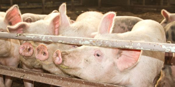 China's March Pork Imports Almost Triple After Pig Disease
