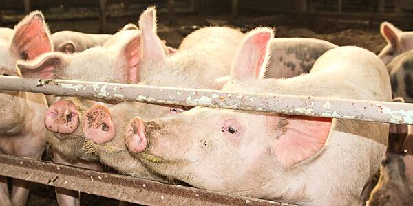 EU Sees Pork Exports, Prices Rising On Chinese Demand