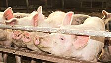 WH Group Expects Lower US Pork Exports To China In H2