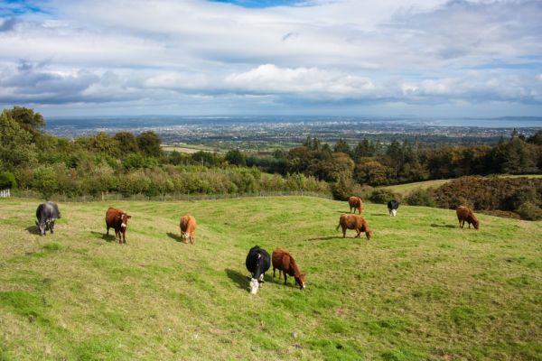 Milk Collapse Brings A 45 Per Cent Pay Cut To England’s Dairy Farmers