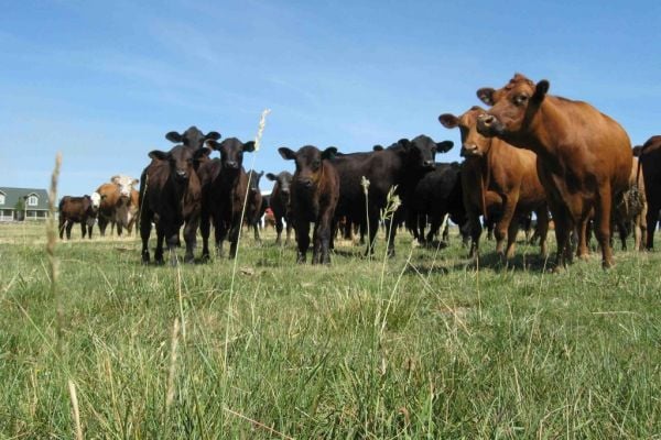 Consumer Goods Forum's Forest Positive Coalition Of Action Releases Beef Roadmap