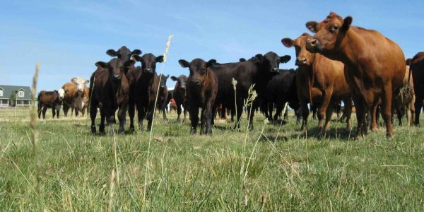 Consumer Goods Forum's Forest Positive Coalition Of Action Releases Beef Roadmap
