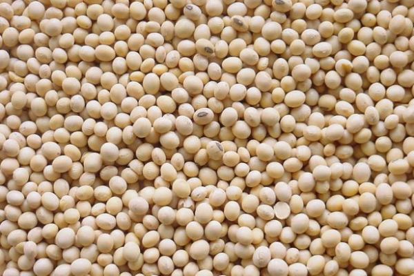 Soybeans Rally With Corn as Rain Swamps Fields in Parts of US