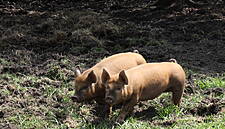 China Says African Swine Fever Cases Slowing, Pig Output Returning