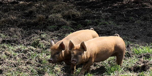 China Says African Swine Fever Cases Slowing, Pig Output Returning