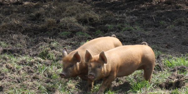 Coronavirus Forces Tyson Foods To Shutter Its Largest US Pork Plant