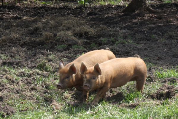 Coronavirus Forces Tyson Foods To Shutter Its Largest US Pork Plant