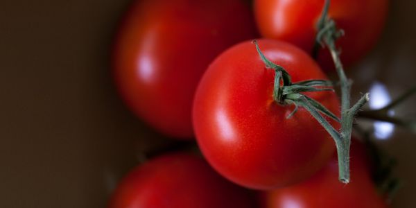 Global Fresh Tomato Exports Sales Grow Despite Price Hike