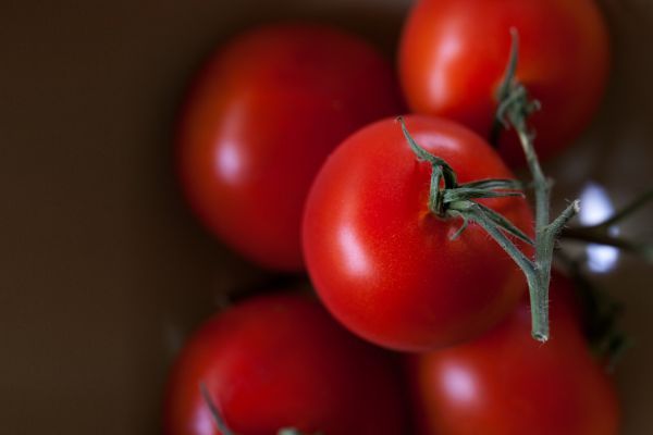Global Fresh Tomato Exports Sales Grow Despite Price Hike