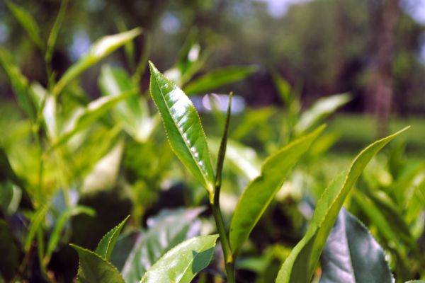 World’s Biggest Tea Producer Poised to Gain From Kenya Dry Spell