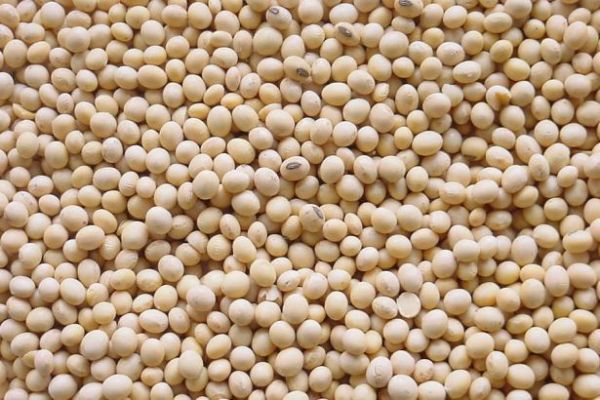 Alpro Harvests First Flemish Soy Beans