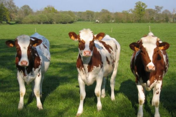 Farmers Herd Cows Through Asda In Milk Price Protest