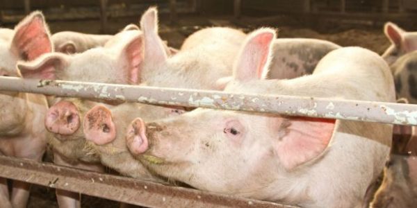 Pigs Using Muscle Drug Means US Missing China Pork-Import Boom
