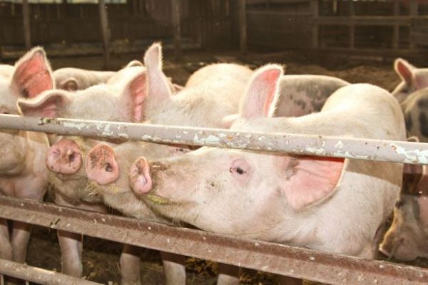 Pigs Using Muscle Drug Means US Missing China Pork-Import Boom