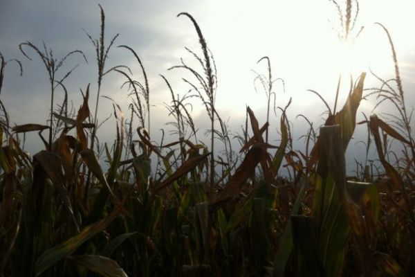 South Africa Seen Cutting Corn-Production Estimate For This Year