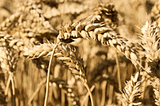 Soviet-Era Grain Record Seen Tumbling On Bumper Russian Harvest