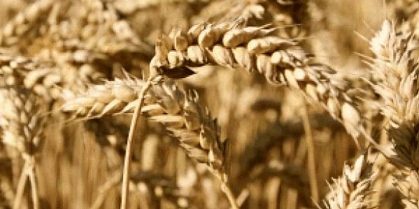 Soviet-Era Grain Record Seen Tumbling On Bumper Russian Harvest