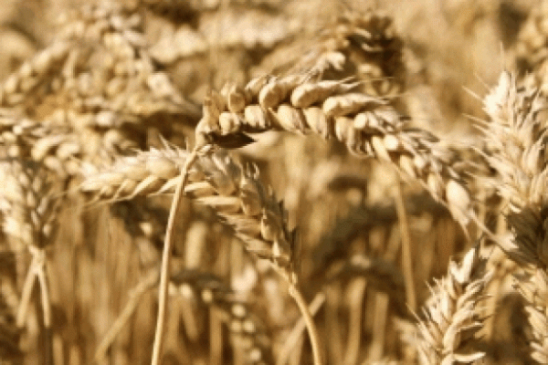 Iran Will Be Missing From Wheat-Import Market for First Time