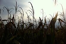SuperValu Extends Support To Heatwave-Affected Farmers